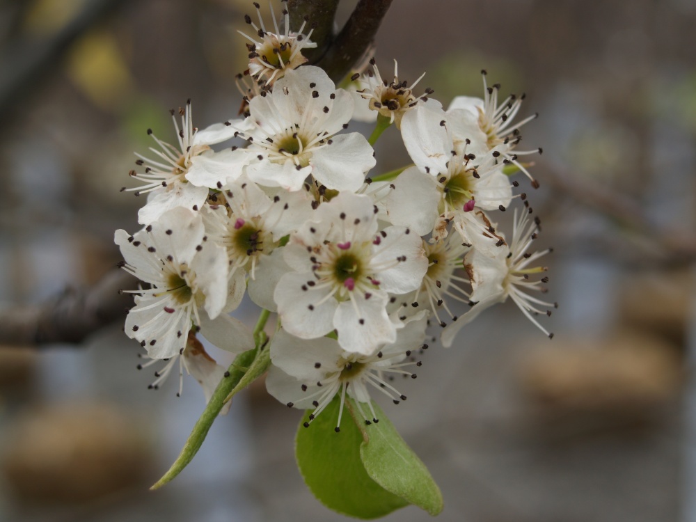 Flower of the Callery pear