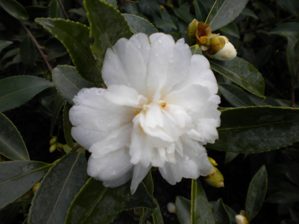 Snow Flurry camellia