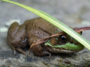Frog ready to hop into the pond