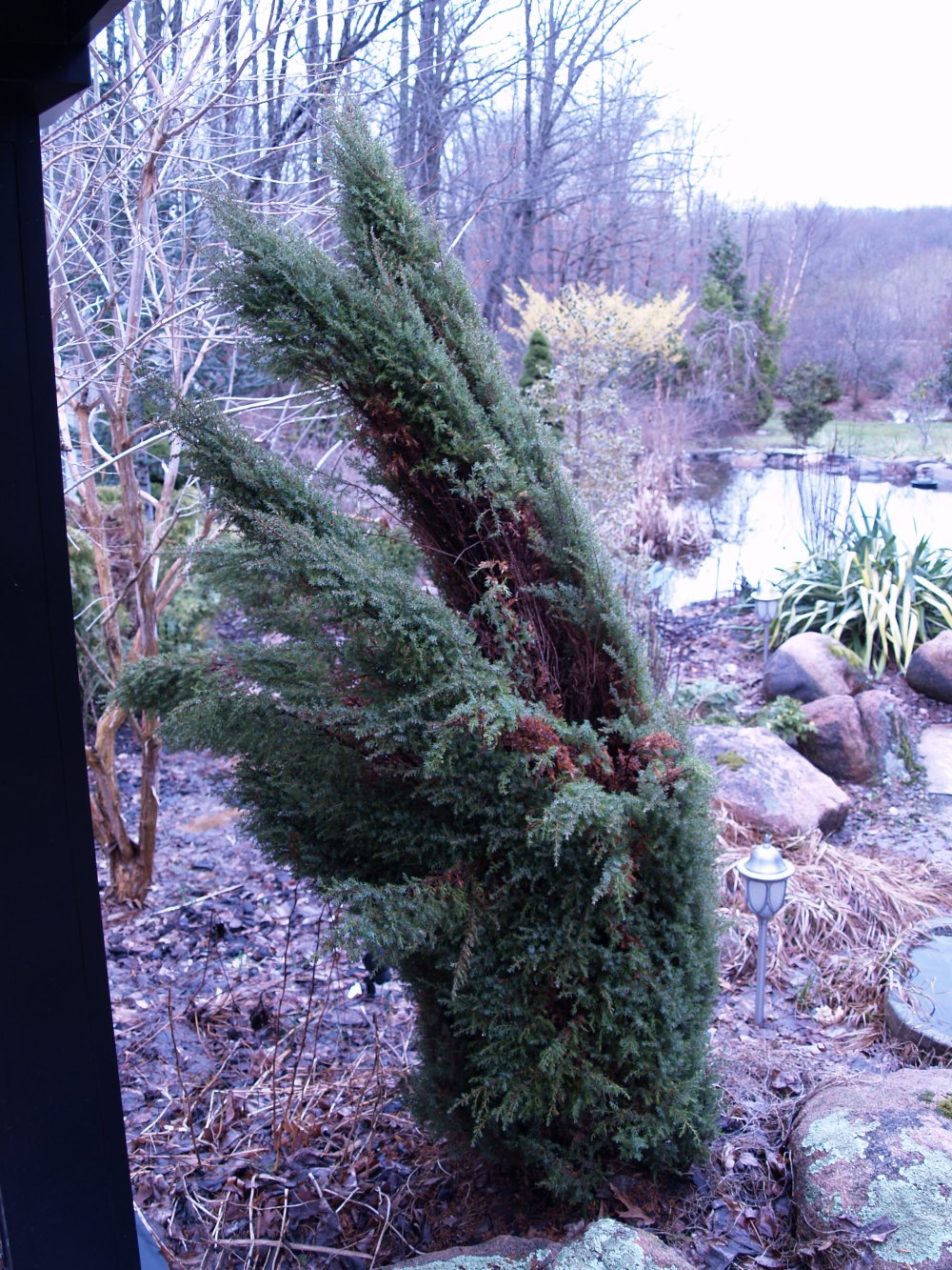 Gold Cone juniper with snow damage