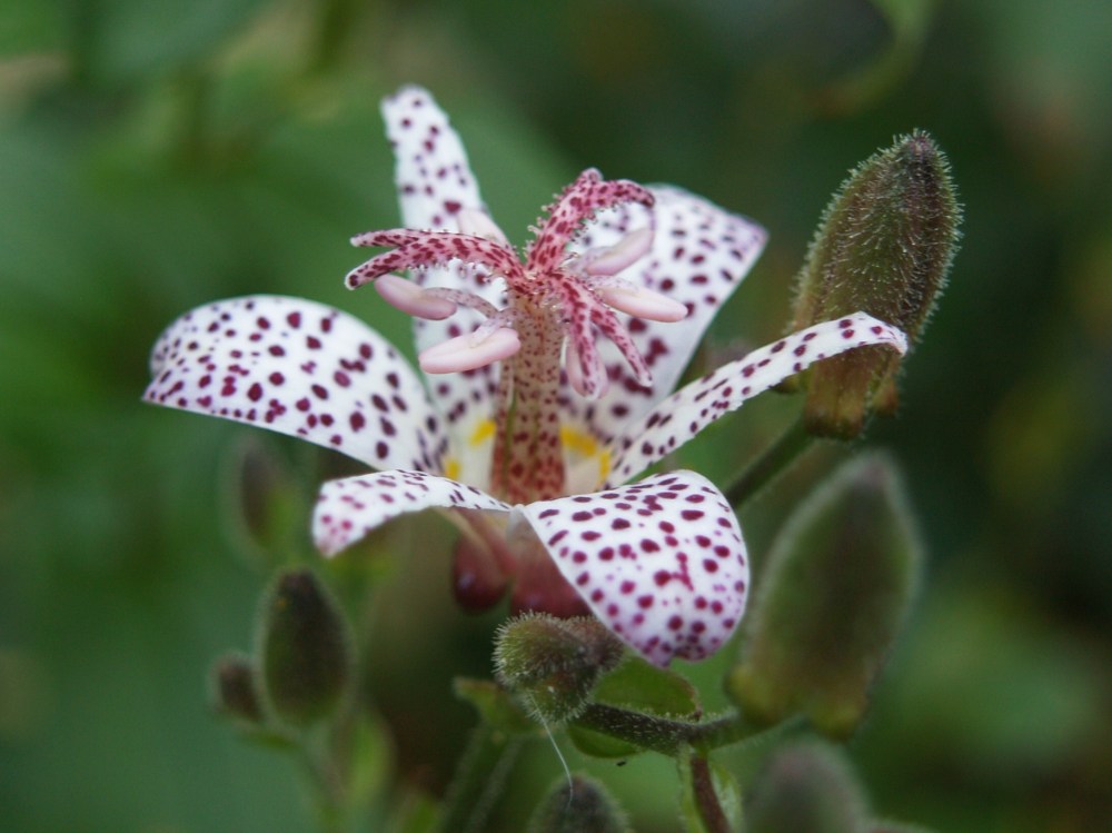 Toad lily in bud and bloom