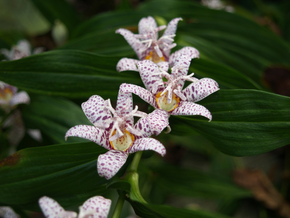 Toad lily in early October