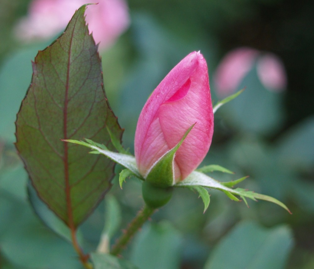 Rose bud in late October
