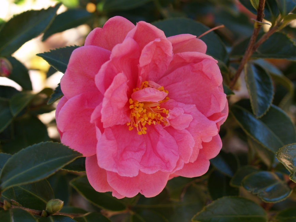 Winter's Joy camellia in mid November