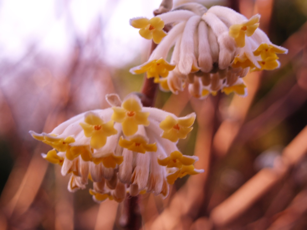 Edgeworthia beginning to bloom in mid-March