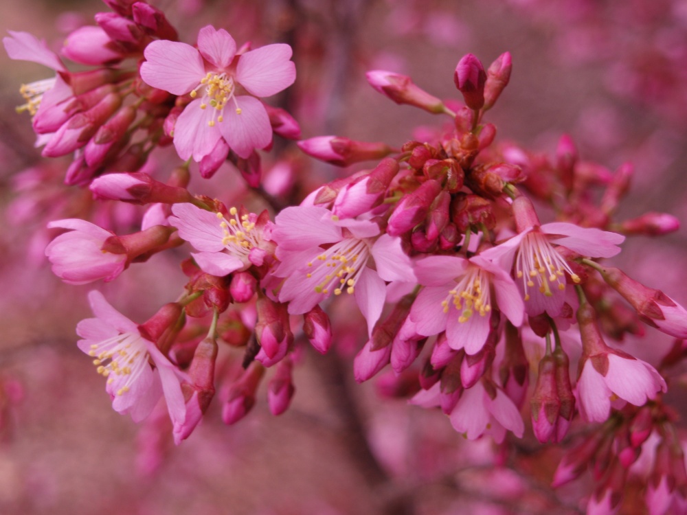 Okame cherry is the earliest to flower