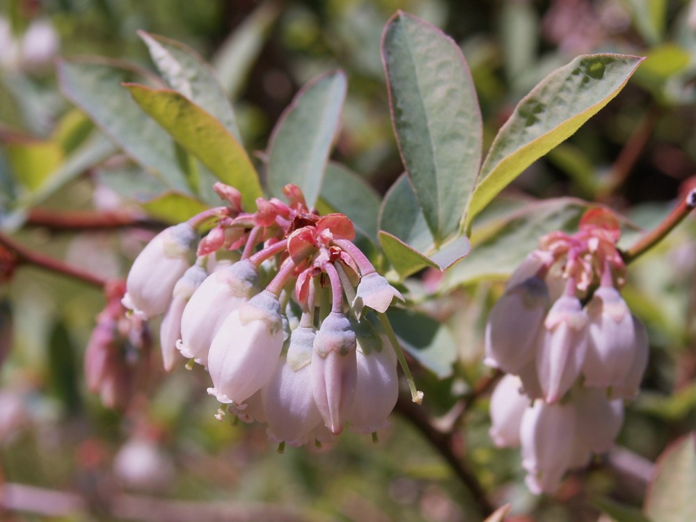 Blueberry flowering in late April