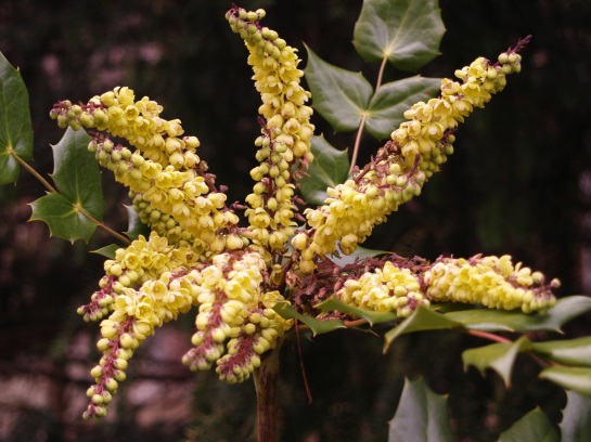 Mahonia bealei in early April