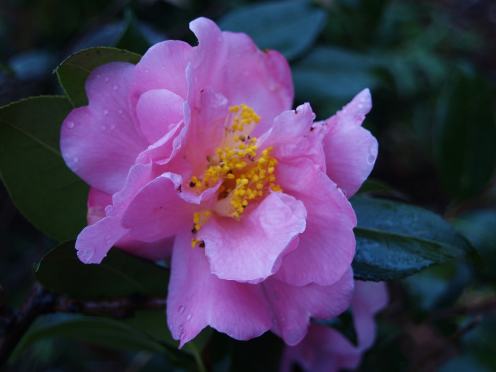 Winter's Interlude camellia