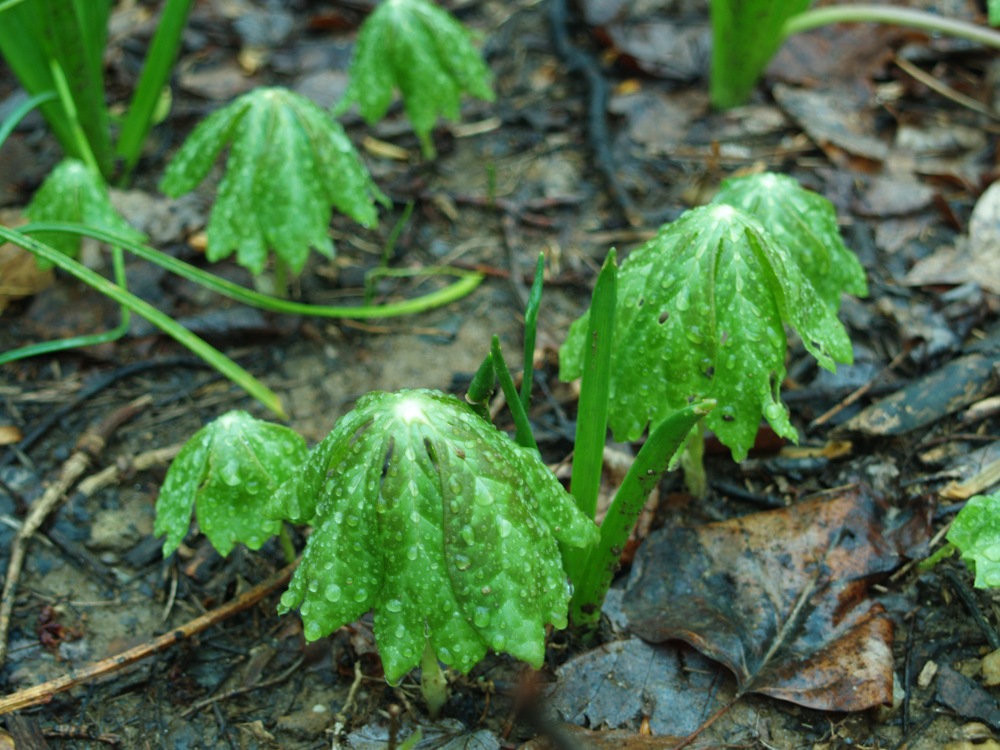 Mayapples in early April