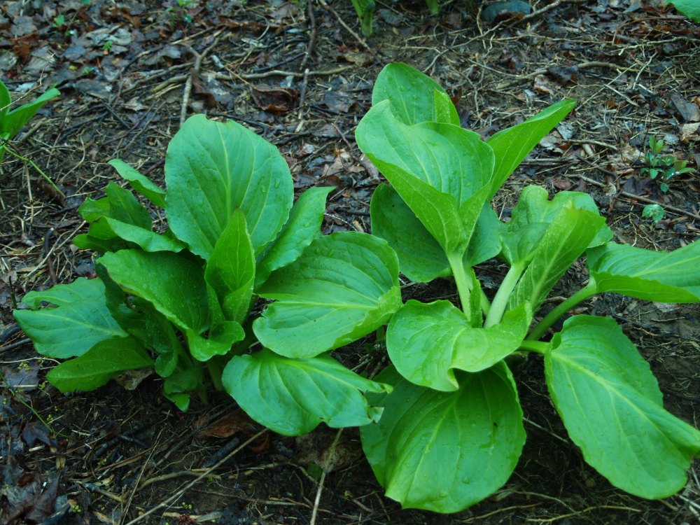 Skunk cabbage in leaf in early spring