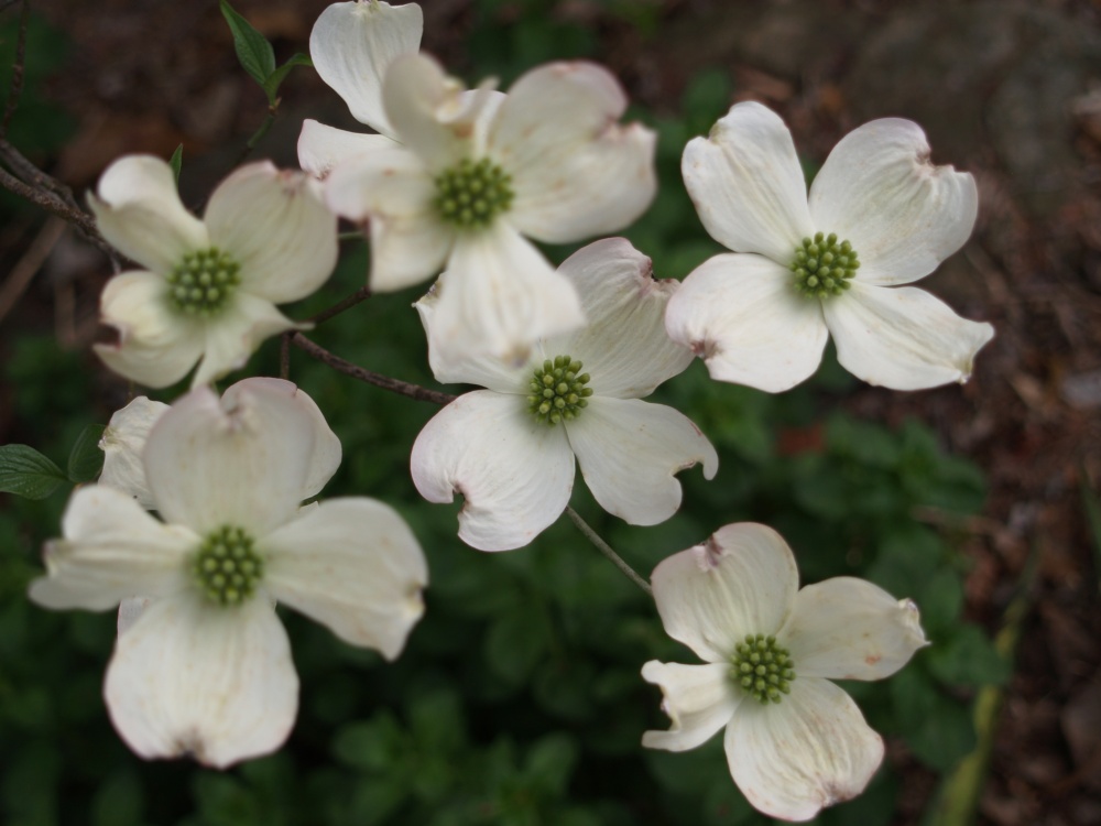 White dogwood in mid April