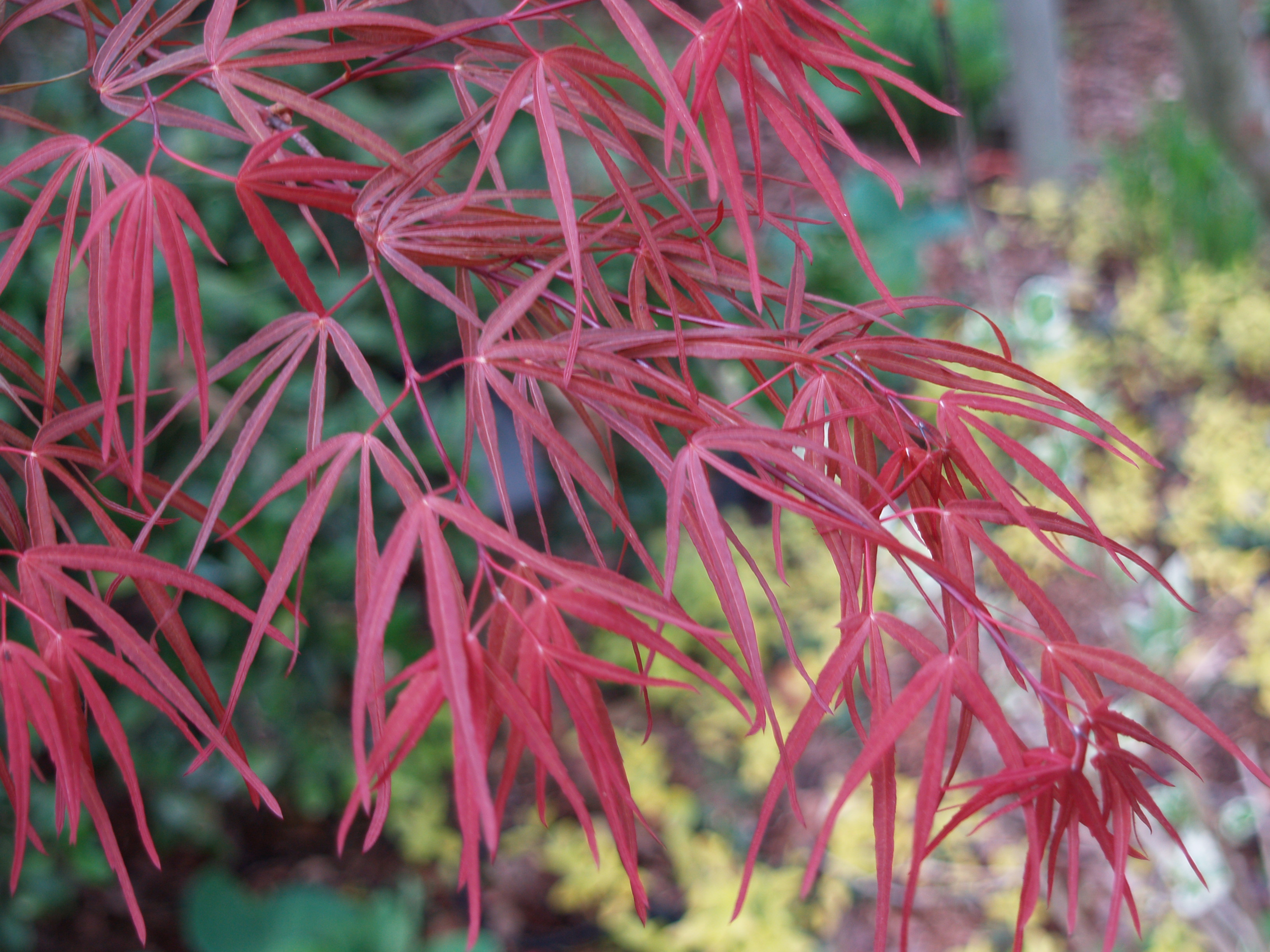 There are two Japanese maples in the garden with deeply dissected, threadli...