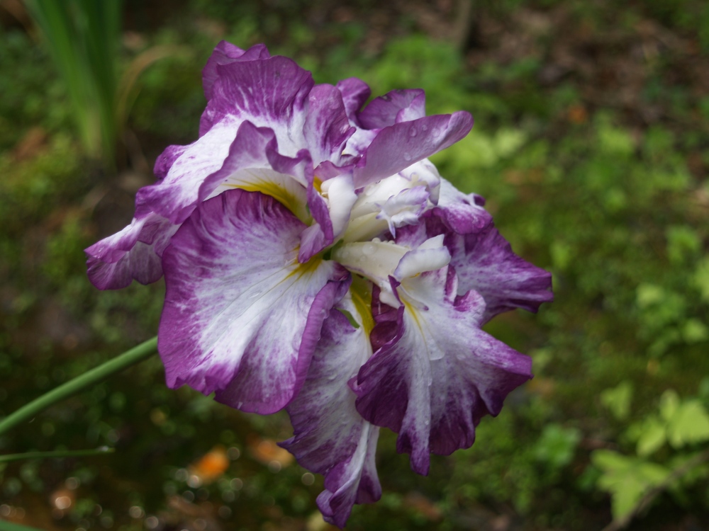 Lion King Japanese iris in late May