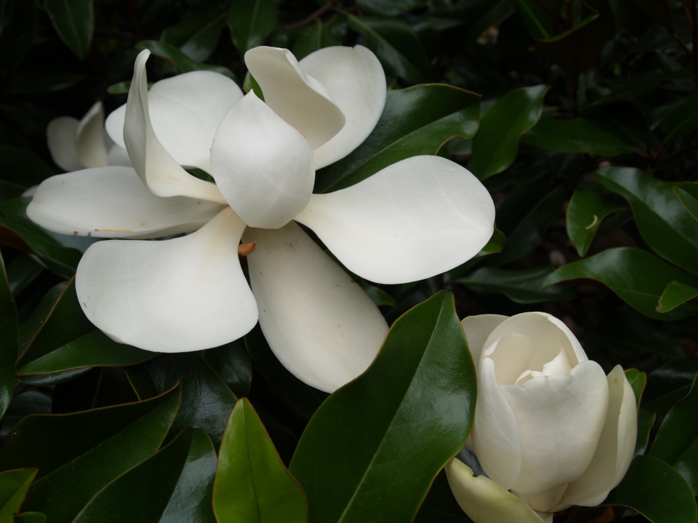 Brackens magnolia in mid June