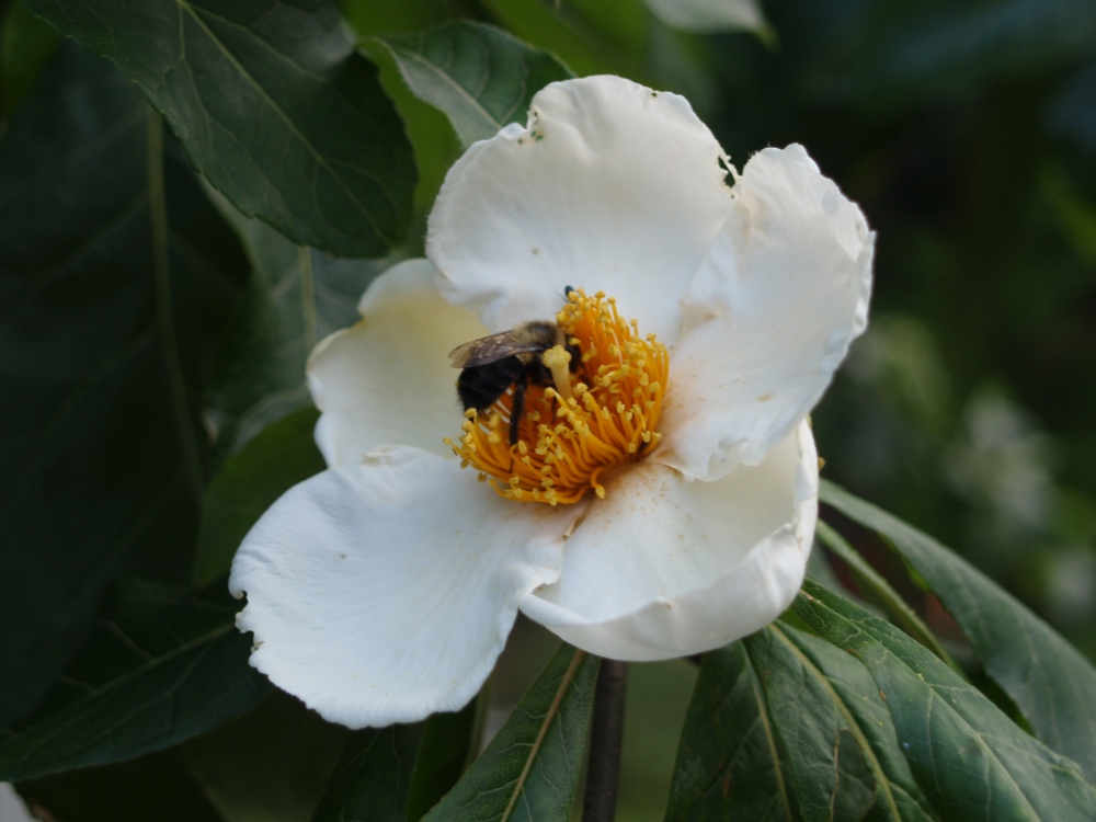 A bumblebee digging deep for pollen in Franklinia bloom