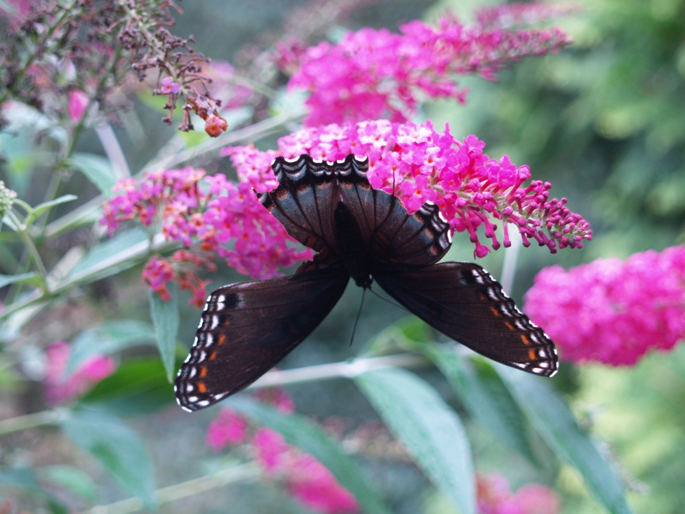 Butterfly on Miss Ruby buddleia