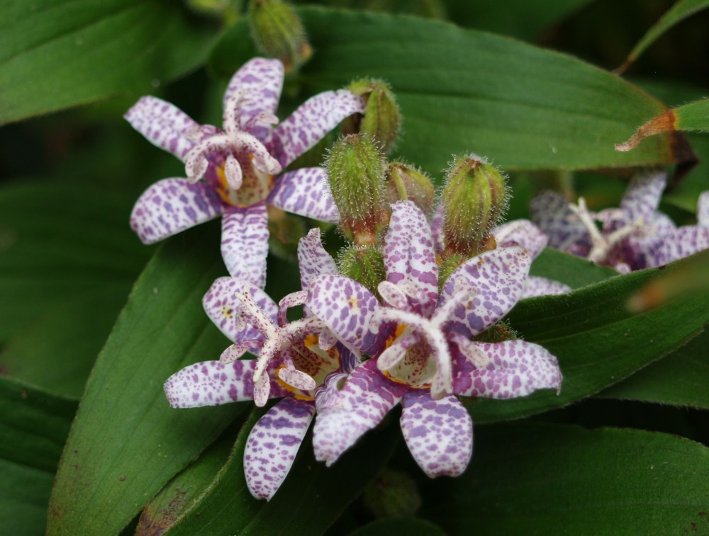 Lightning Strike toad lily in late September
