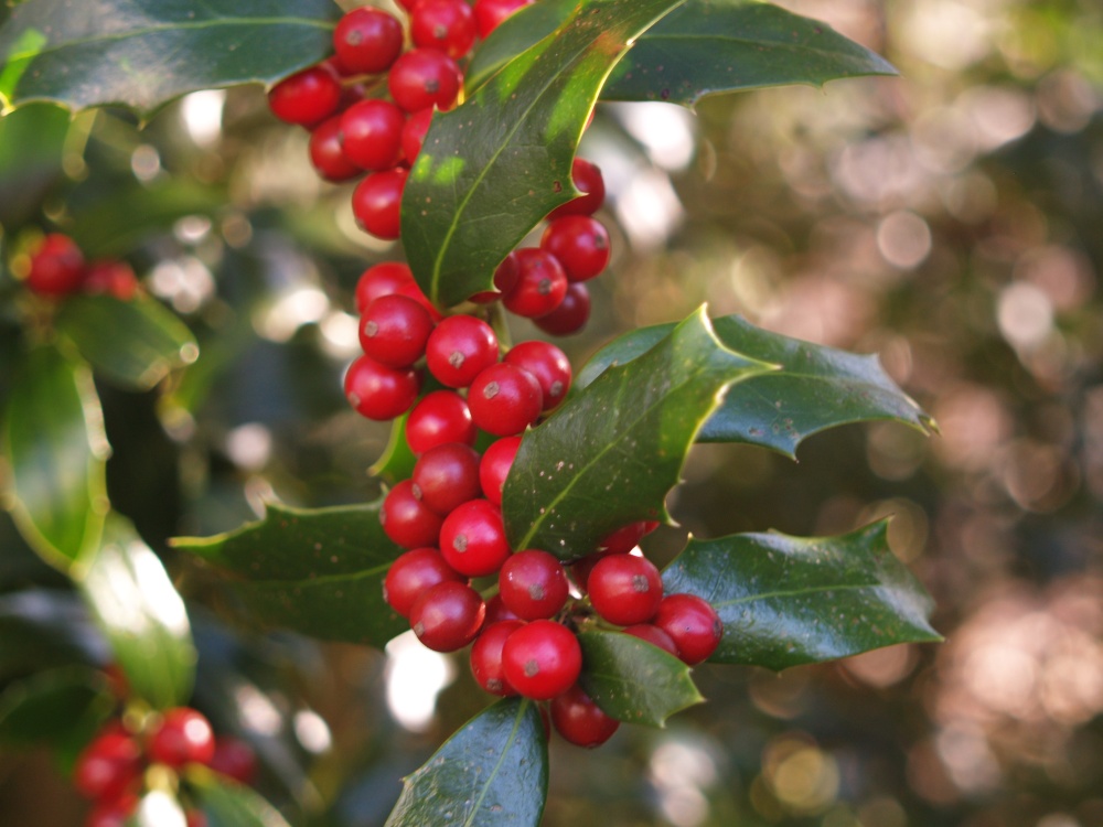 Christmas Jewel holly once berried prolifically, but not in recent years once it became too shaded.