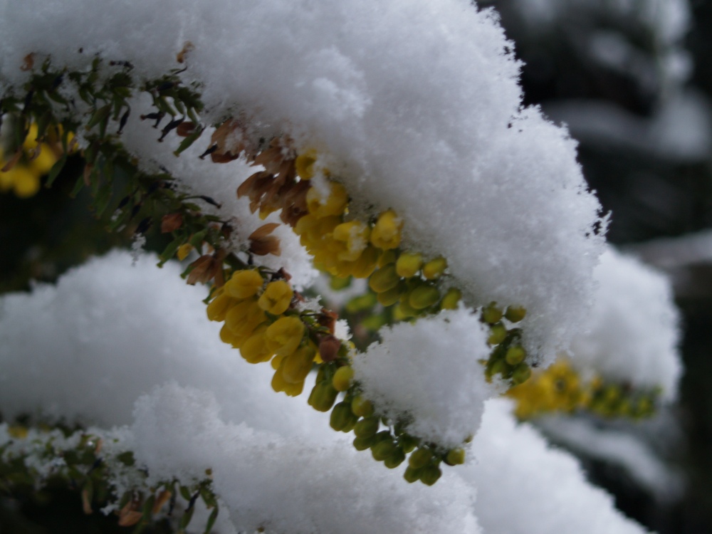 Winter Sun mahonia blooming in the snow in January