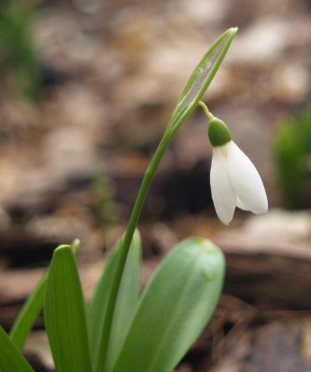 Snowdrops blooming in late January