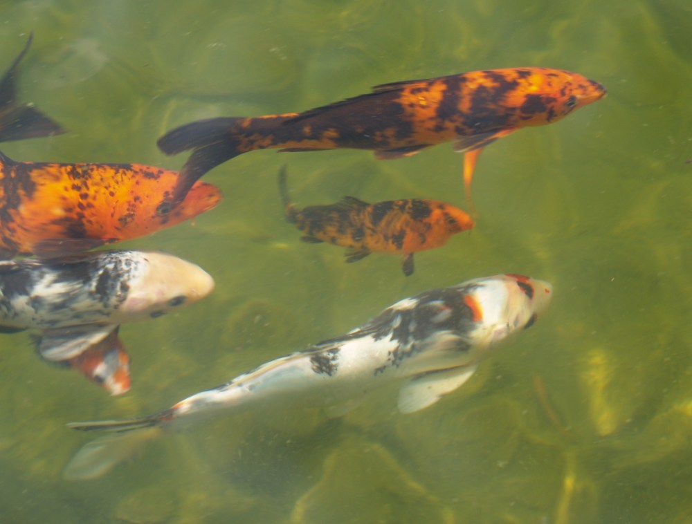 Koi in the swimming pond
