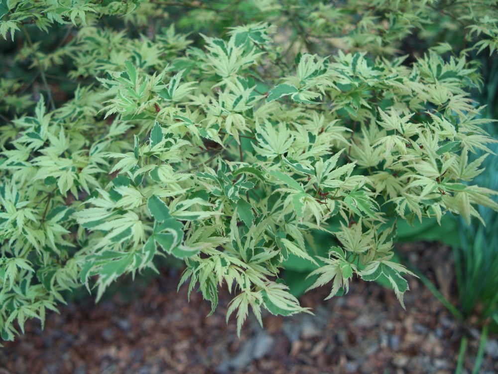 Butterfly Japanese maple