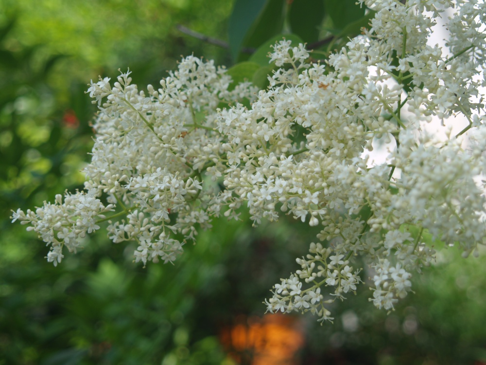 Tree lilac in late May