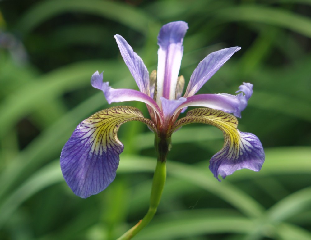 Blue flag iris in late May