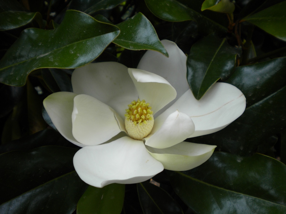 Brackens magnolia in late June