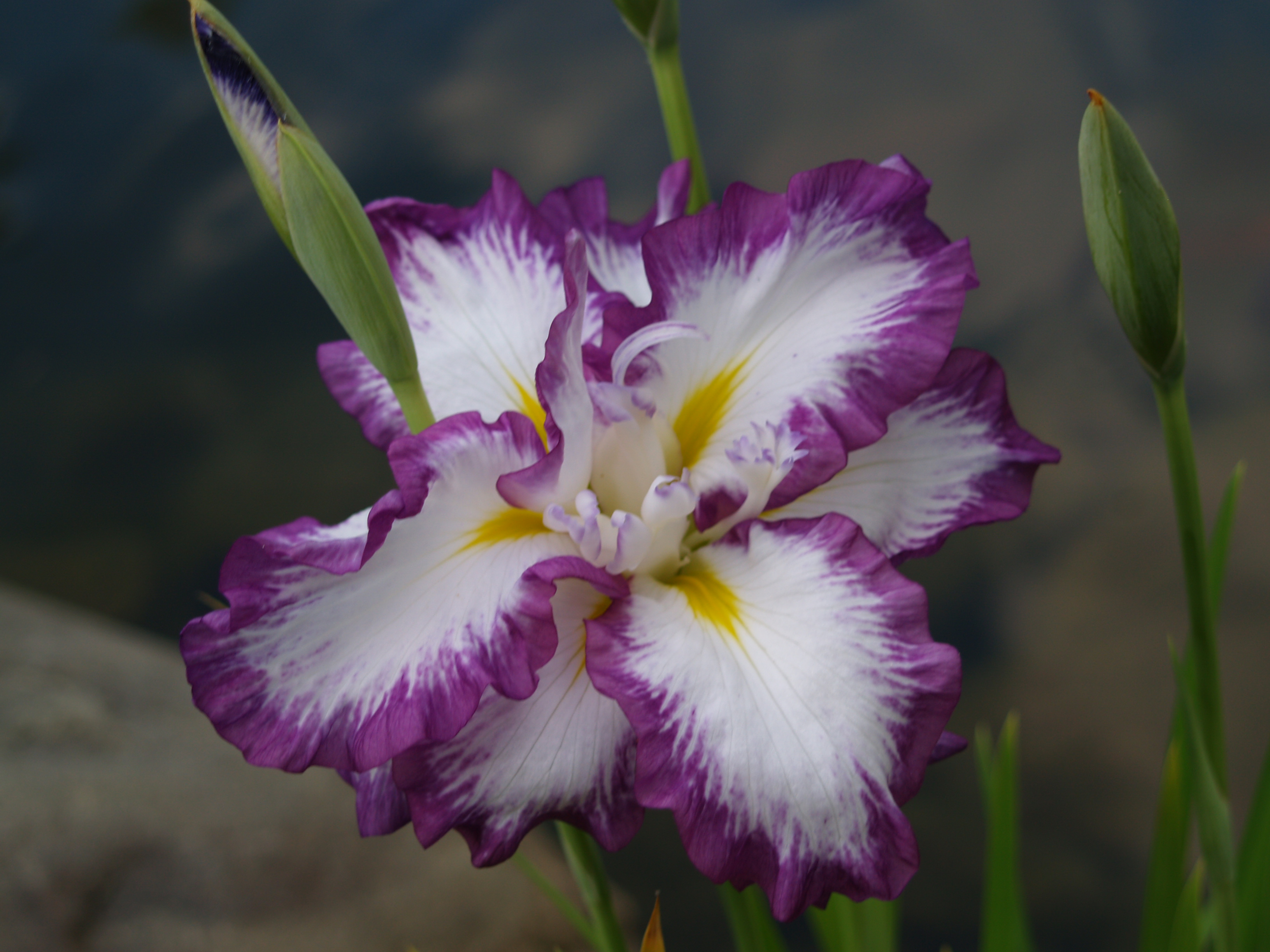 How do you prune iris flowers after they have bloomed?