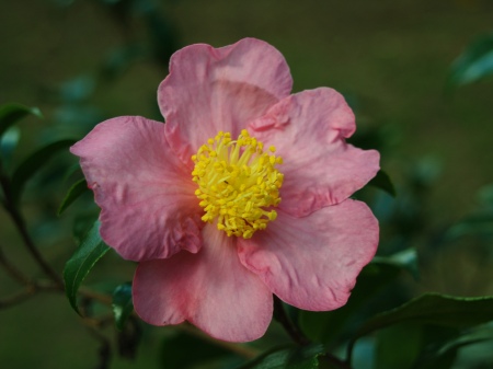Winter's Star camellia in late October