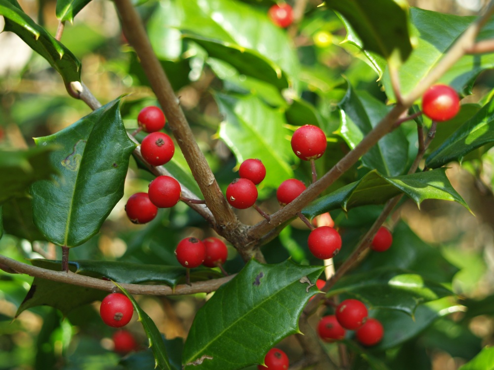 American holly in early December