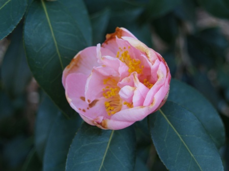 Camellia bloom damaged by cold