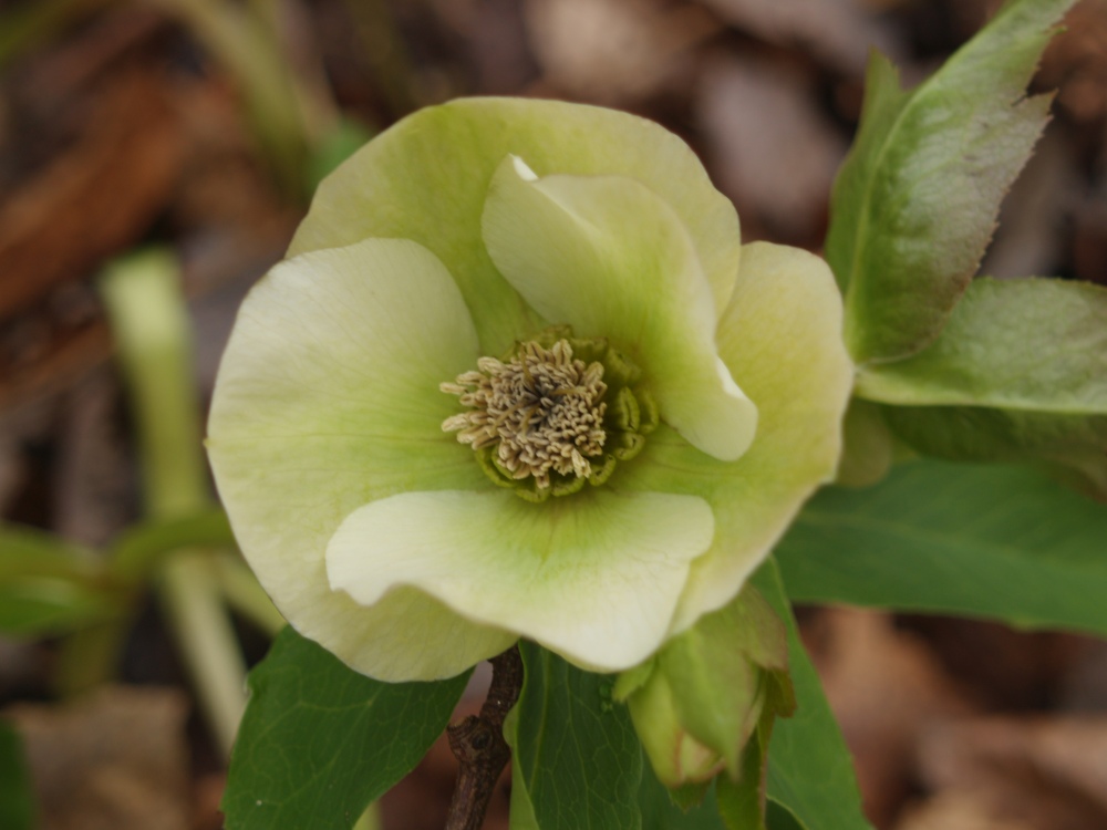 Hellebore in mid February