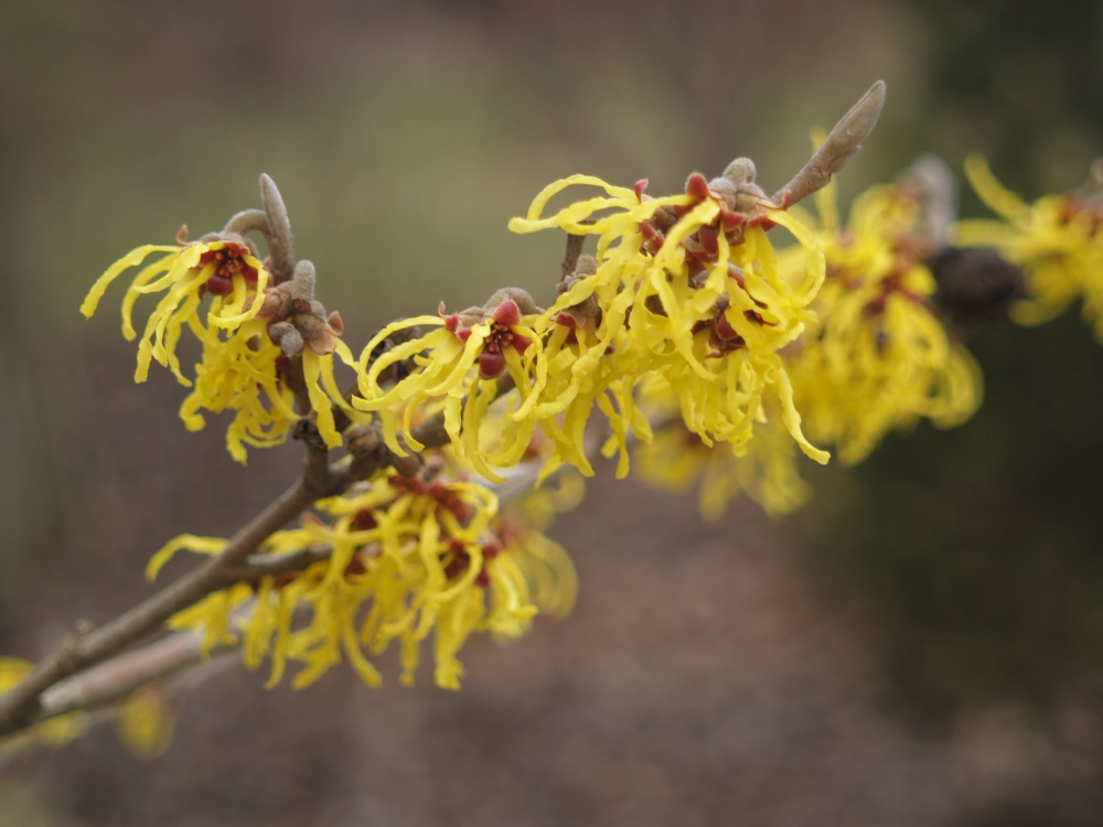 Arnold Promise witch hazel in mid February