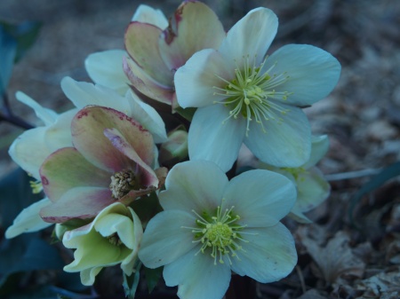 A late flowering hellebore in mid March