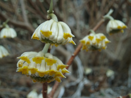 Edgeworthia in bloom in mid March