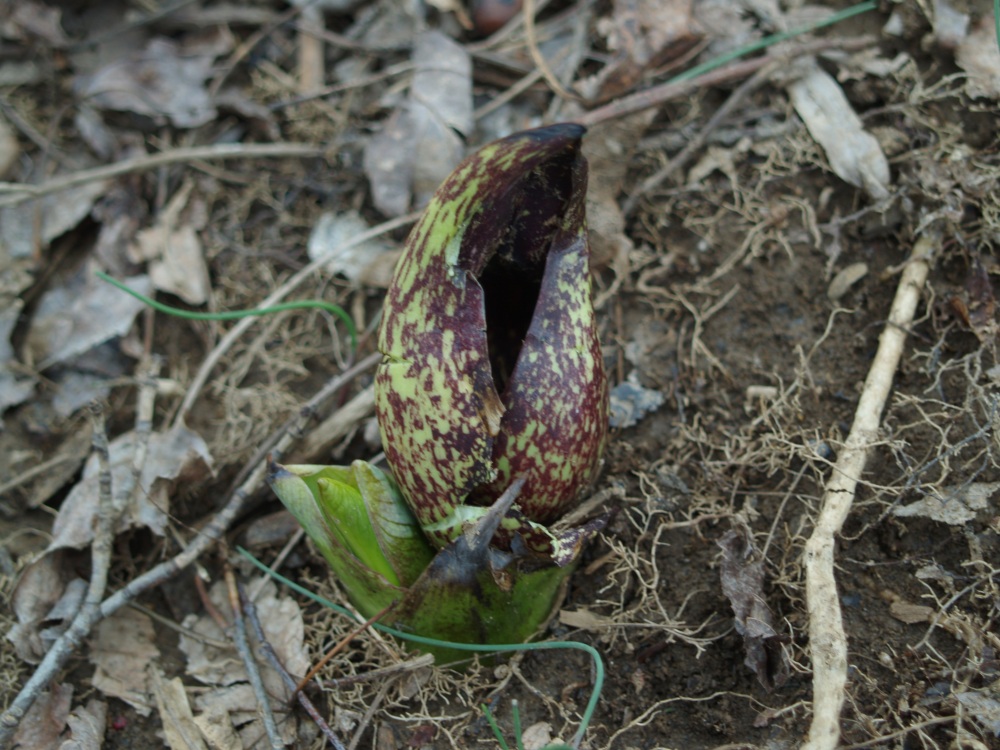 Skunk cabbage in late March