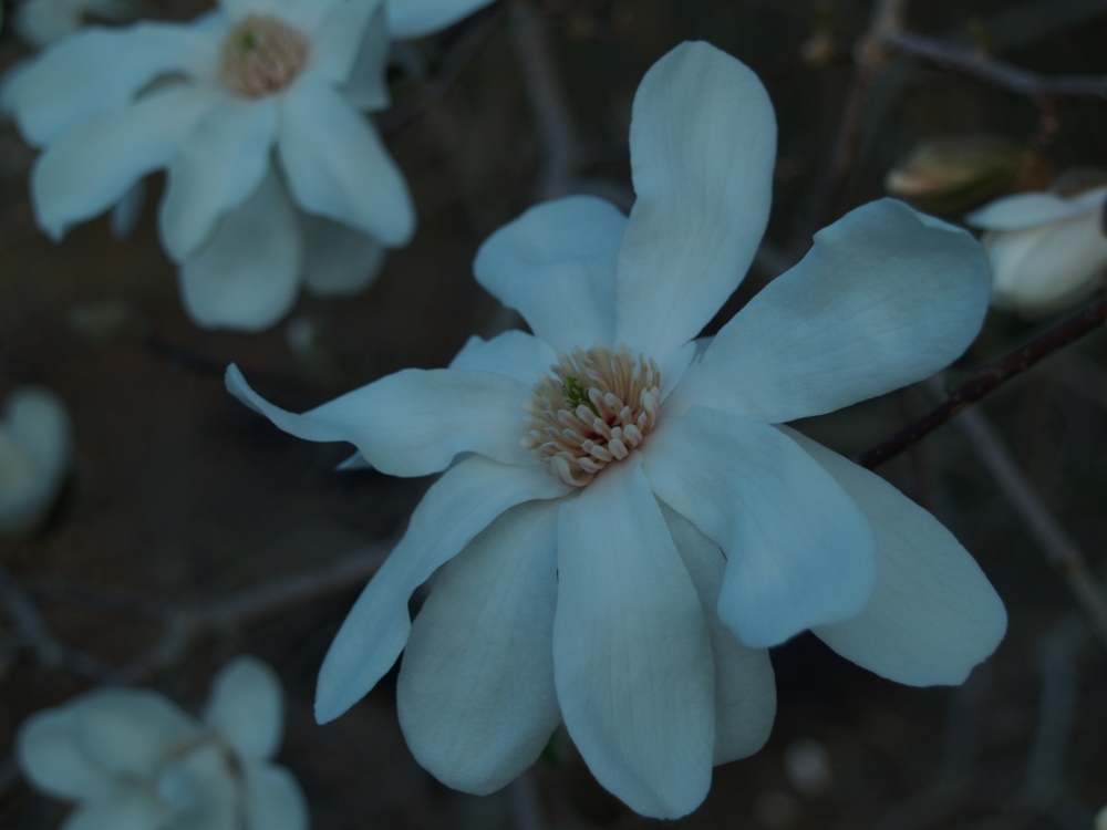 Dr. Merrill magnolia flowering in April
