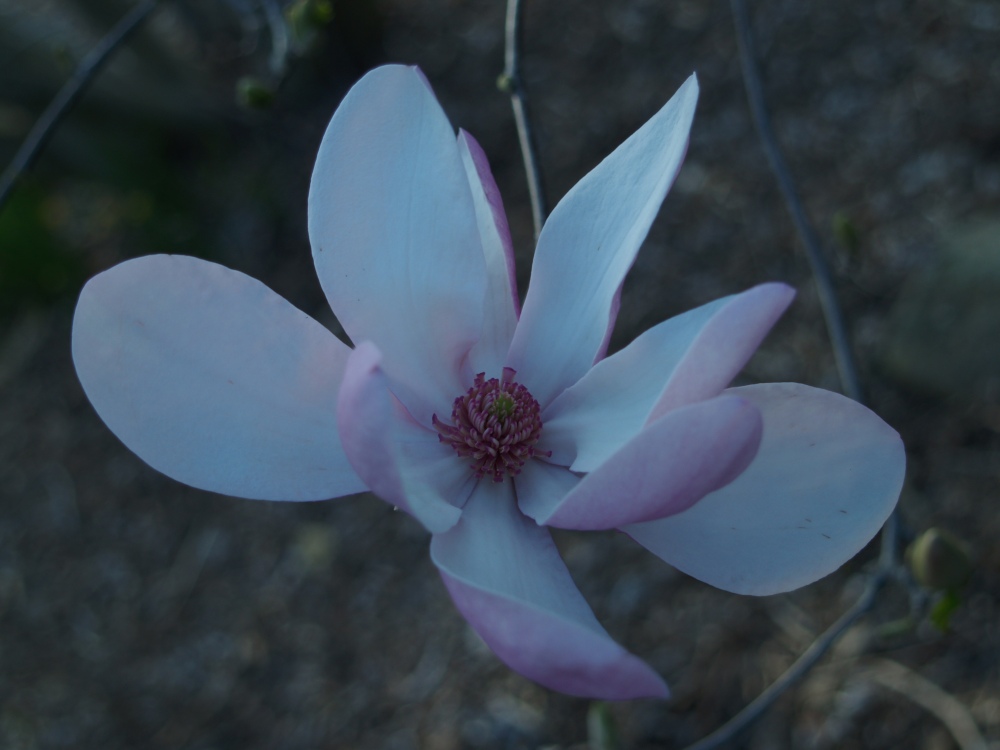 Jane magnolia