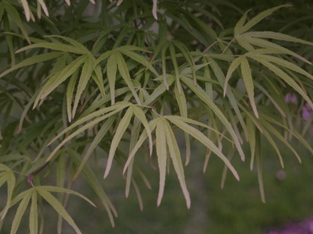 Scolopendrifolium Japanese maple in late April