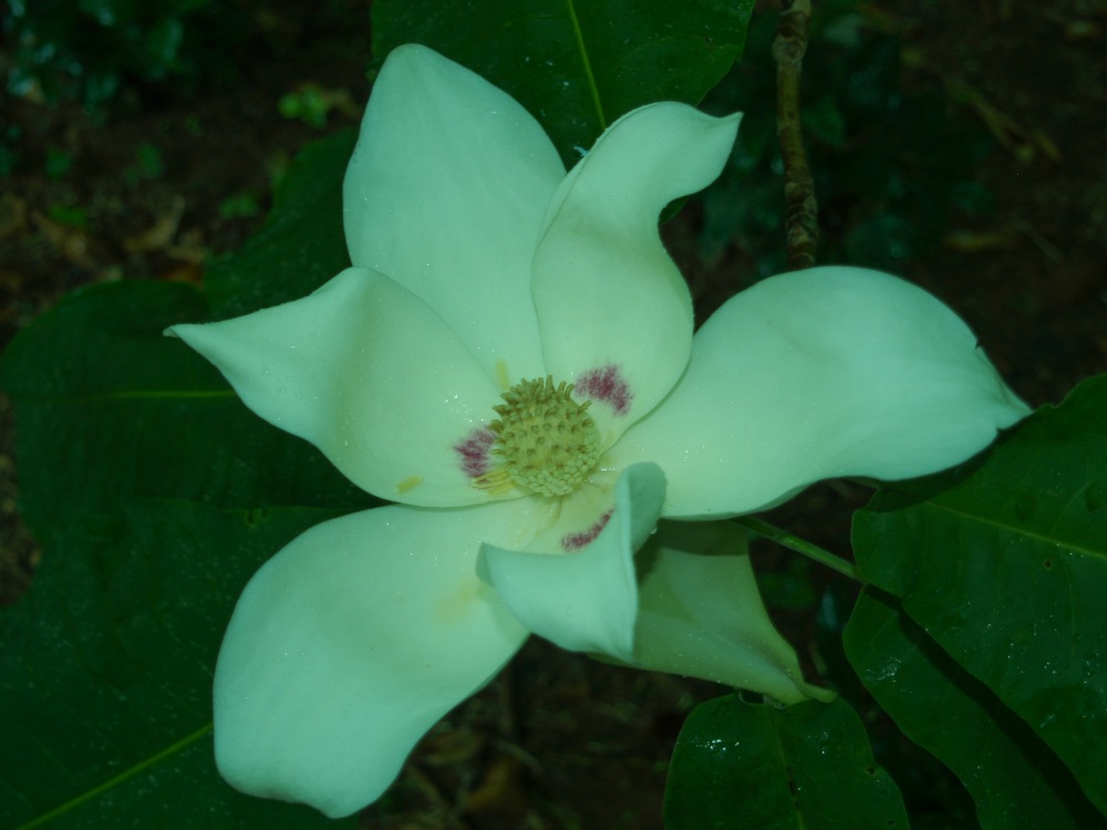 Bigleaf magnolia in early June