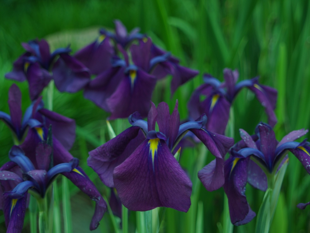 Variegated Japanese iris in early June