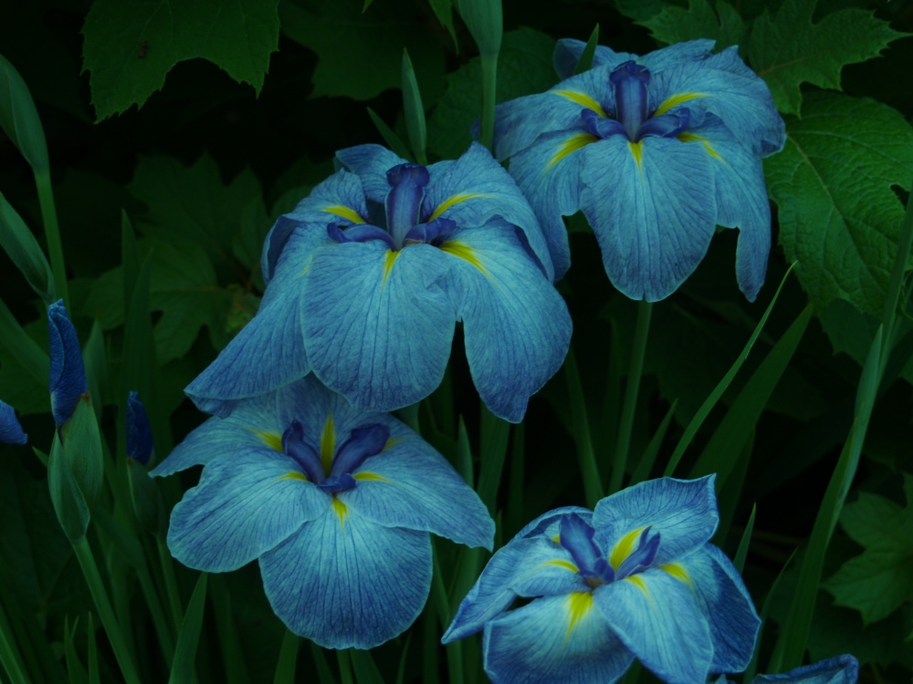 Japanese iris in ear;ly June