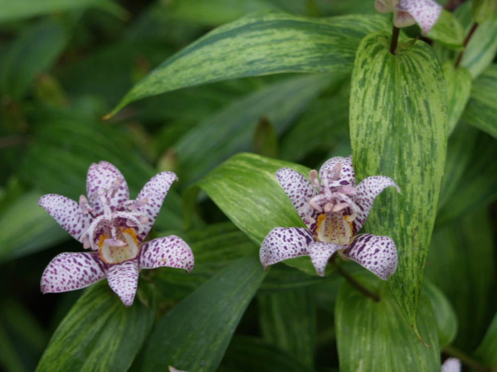 Toad lily in late September