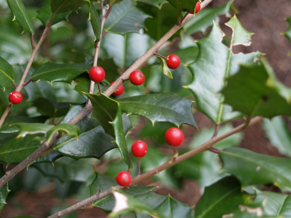 Scattered berries on a large American holly.