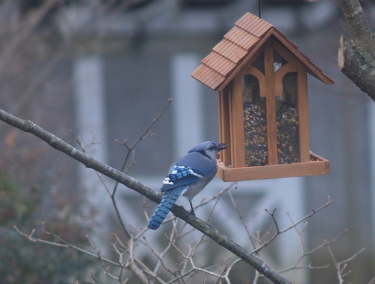 Blue Jay on the bird feeder