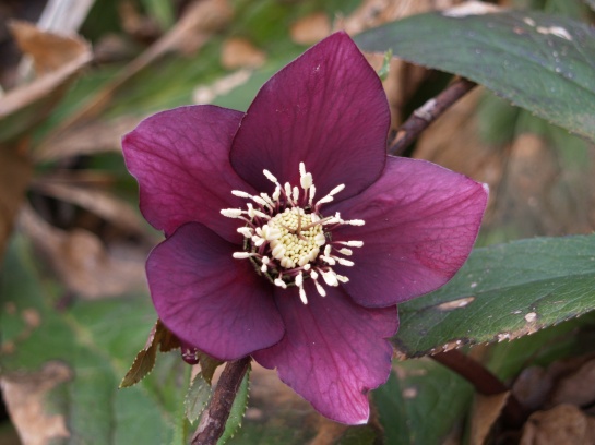 Hellebore in mid March