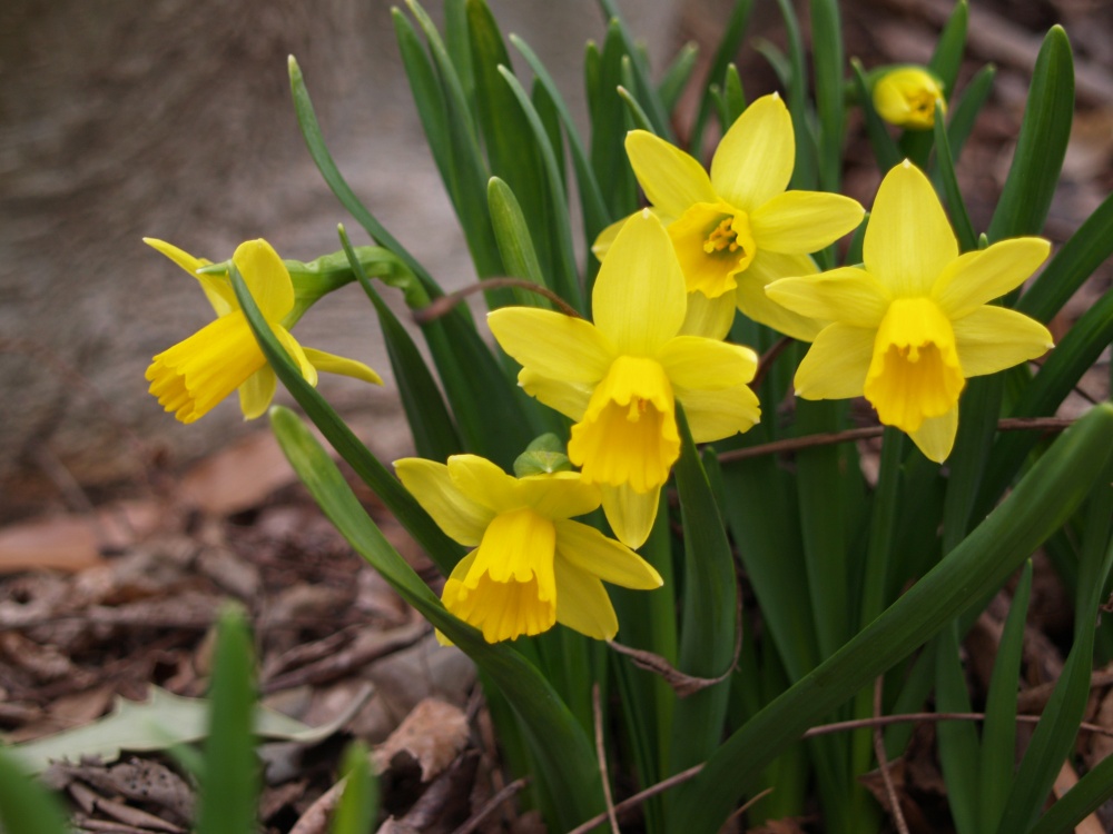February Gold daffodils